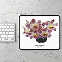 Chysis limminghei Orchid Mouse Pad