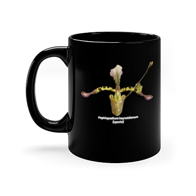 Paphiopedilum haynaldianum Orchid Coffee Mug