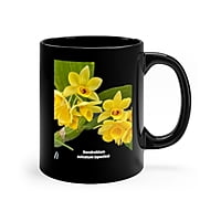 Copy of Dendrobium Sulcatum Orchid Coffee Mug