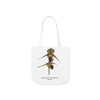 Paphiopedilum rothschildianum Orchid Tote Bag