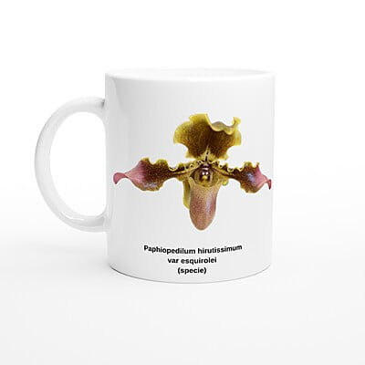 Paphiopedilum hirsutissimum var esquirolei Orchid Coffee Mug