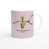 Paphiopedilum haynaldianum Orchid Pink Coffee Mug
