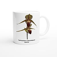 Paphiopedilum rothschildianum Orchid Coffee Mug
